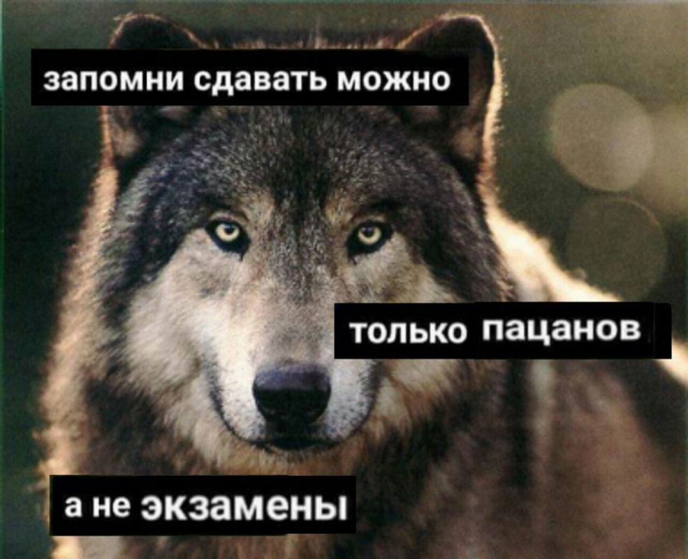 Безумно первый волк. Мемы с волками. Волк Мем. Мемы с волками ауф. Цитаты волка.