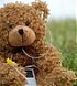 Аватар для Teddybear