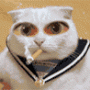 Аватар для Свой Кот