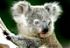 Аватар для глаза коалы