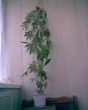 Аватар для Muxac_71