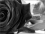 Аватар для Black Rose