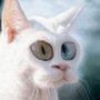 Аватар для НиочЁм