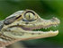 Аватар для Krokodil-vo-sne